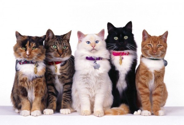 http://blogocats.ru/wp-content/uploads/7.jpeg