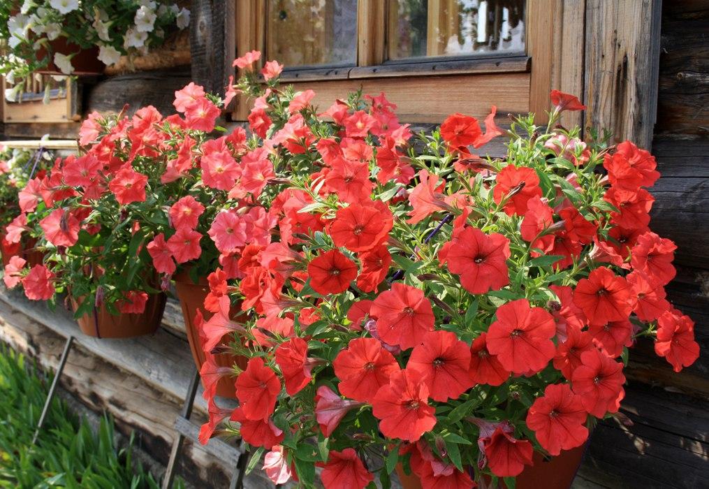 https://www.instagram.com/pelargonia_lover/ 15 однолетников, цветущих все лето