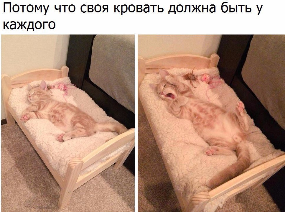 Кошки в нашей жизни)