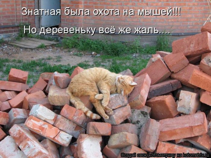 Лучшие котоматрицы недели (50 фото)