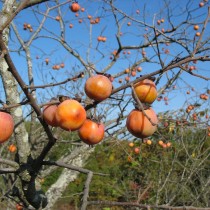 Хурма Виргинская (Diospyros virginiana) Хурма Виргинская (Diospyros virginiana)