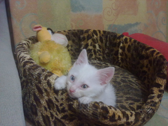 08072011101 (700x525, 101Kb)