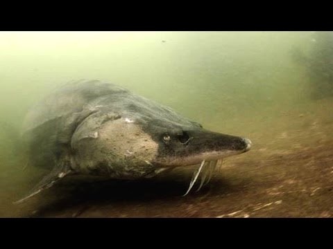 Самая большая в мире пойманная рыба Самая большая в мире пойманная рыба