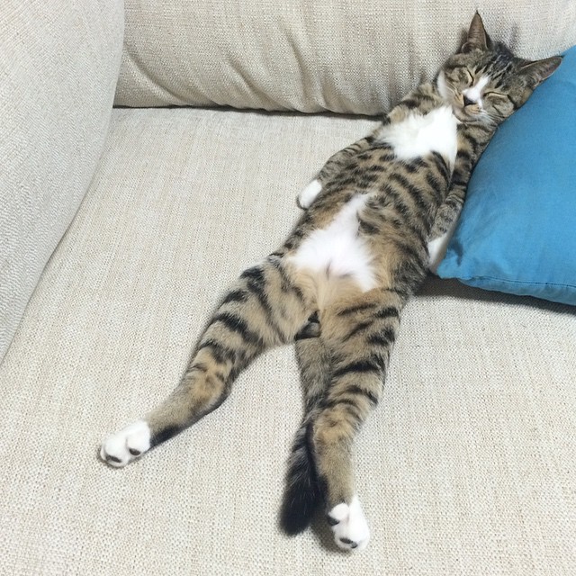 Кошечки, которые излучают столько уюта и покоя, что вы уже невольно начали зевать…