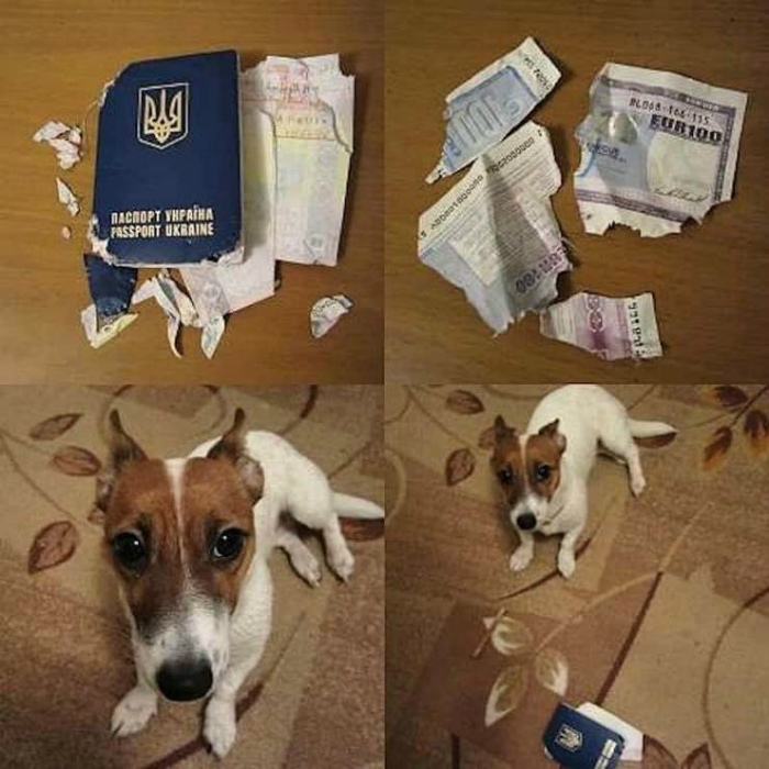Облажавшийся питомец. Облажавшийся питомец.