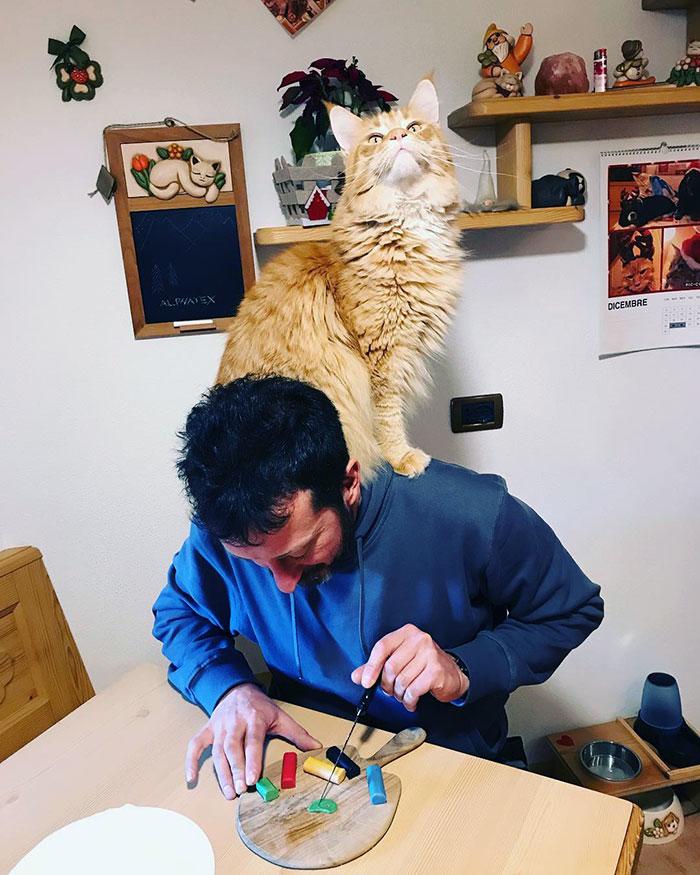 Если вы думаете, что ваш кот забавный, посмотрите на этих глупых и смешных мейн-кунов Если вы думаете, что ваш кот забавный, посмотрите на этих глупых и смешных мейн-кунов