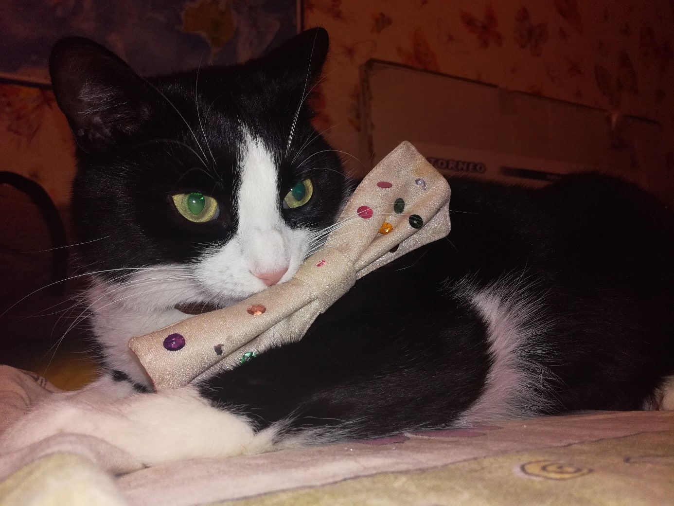 кошка спасла семью кошка с игрушкой