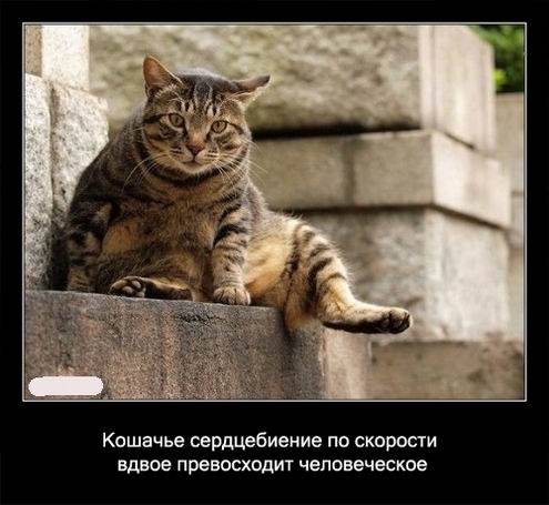 Интересные факты о кошках в картинках Интересные факты о кошках в картинках