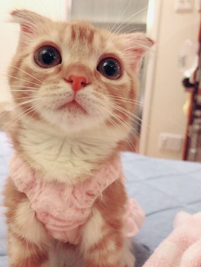 Без кота и жизнь не та