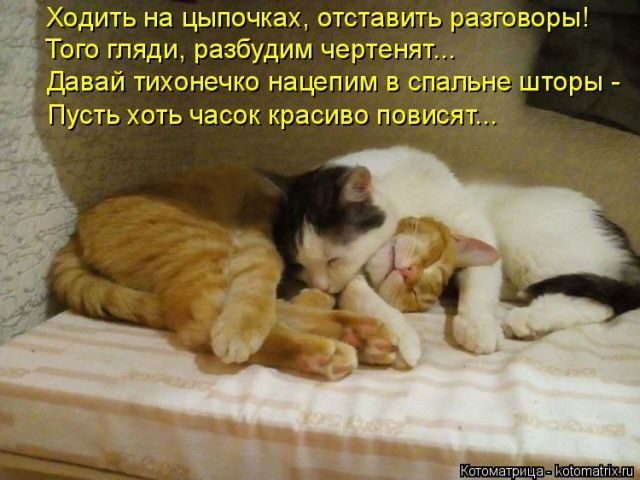 Самые свежие котоматрицы )) Самые свежие котоматрицы ))