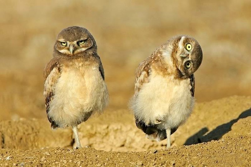 Я и мой брат-придурок (myanimalszoo.blogspot.ru) Я и мой брат-придурок (myanimalszoo.blogspot.ru) мимика, пернатые, птицы, сова