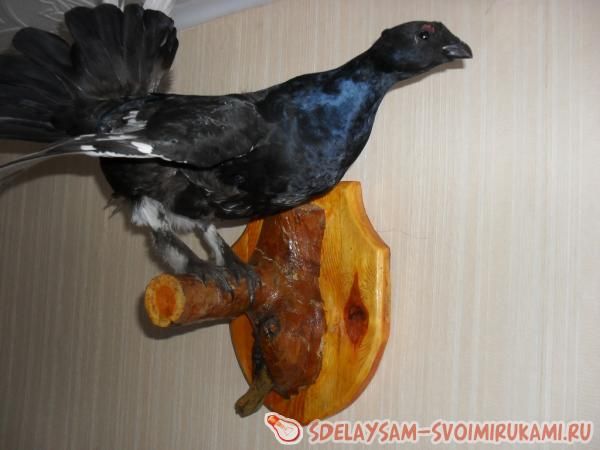 Как сделать чучела птиц в домашних условиях Как сделать чучела птиц в домашних условиях