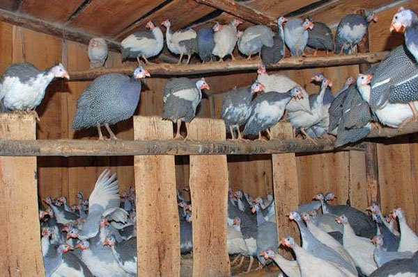 Разведение и содержание цесарок в домашних условиях Актуальные новости Украины