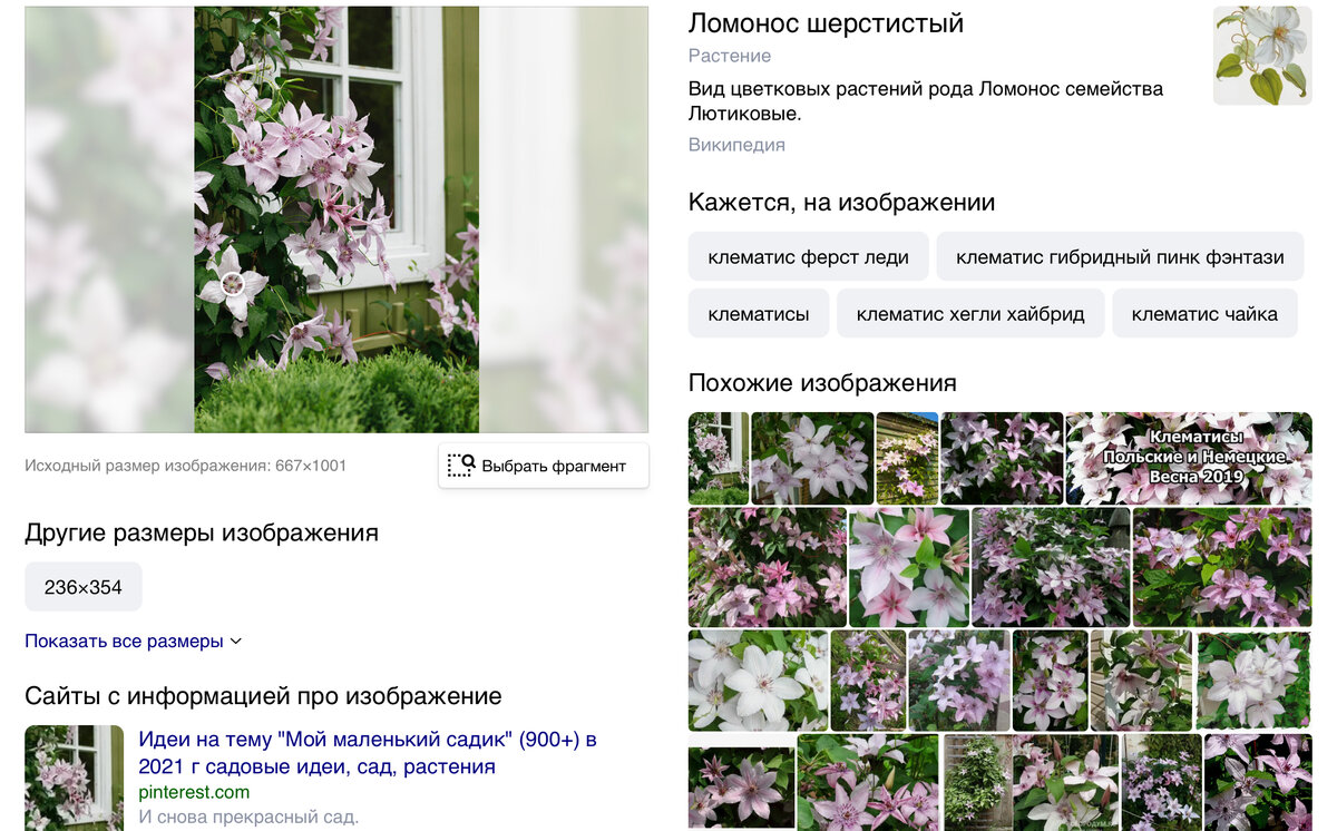 Название цветка по фото загрузить фотографию с телефона бесплатно без регистрации онлайн на русском