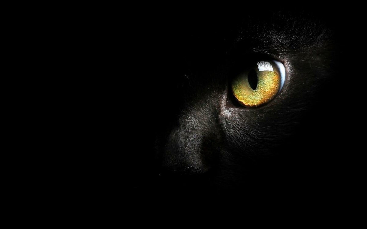 Каждый приличный кот знает, что присматривать за хозяйкой нужно всегда