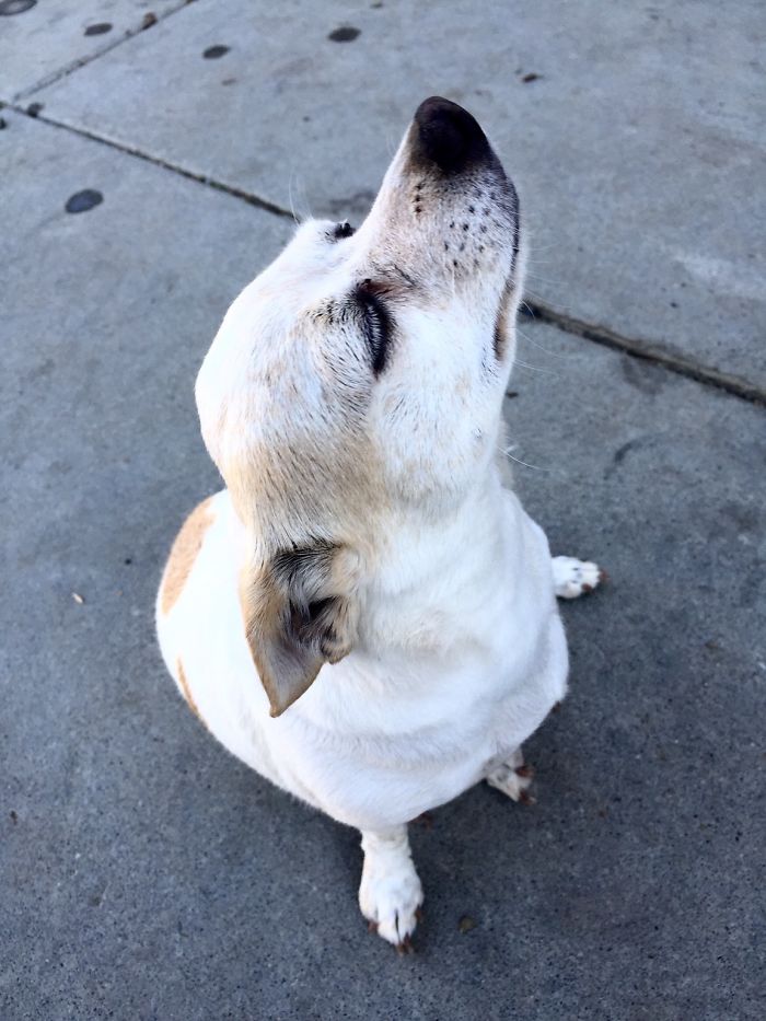 This Dog Was Following Me Around Today And Every Time I Turned To Pet Him He Would Look Away And Pretend Not To Notice Me