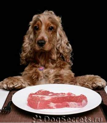 Чем нельзя кормить собаку?