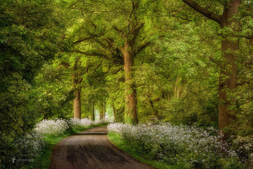 Fotograf Lars van de Gor 12