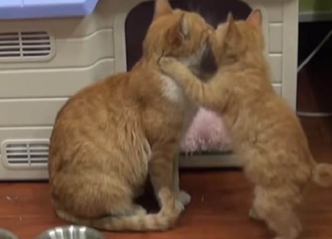 Котики обнимаются Кошка с котенком