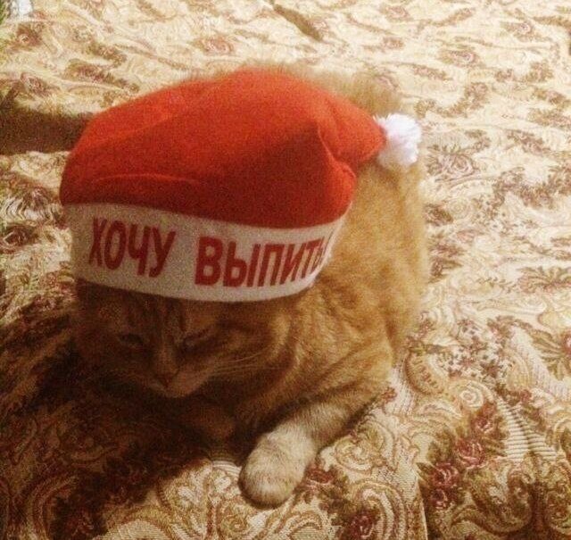 Забавные фото котеек