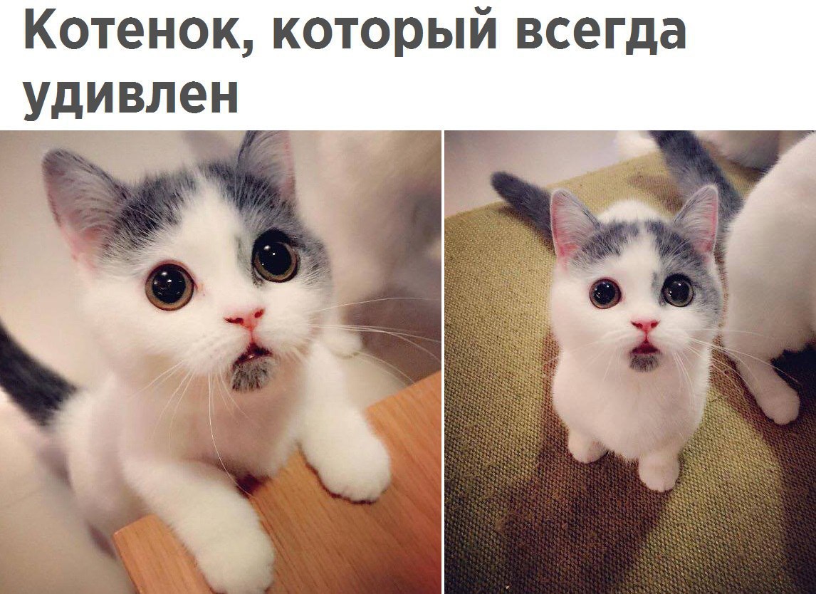 Кошки в нашей жизни)