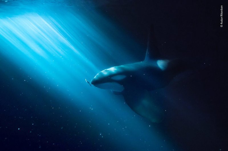 "Ночной перекус" - Аудун Рикардсен, Норвегия, категория "Подводный мир" Wildlife Photographer of the Year, дикая природа, животные, красота, снимки-победители, фото, фотография, фотоконкурс