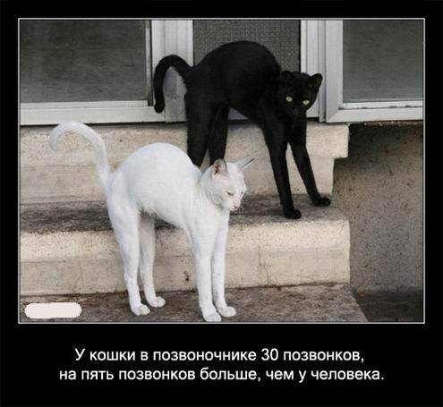 Интересные факты о кошках в картинках Интересные факты о кошках в картинках