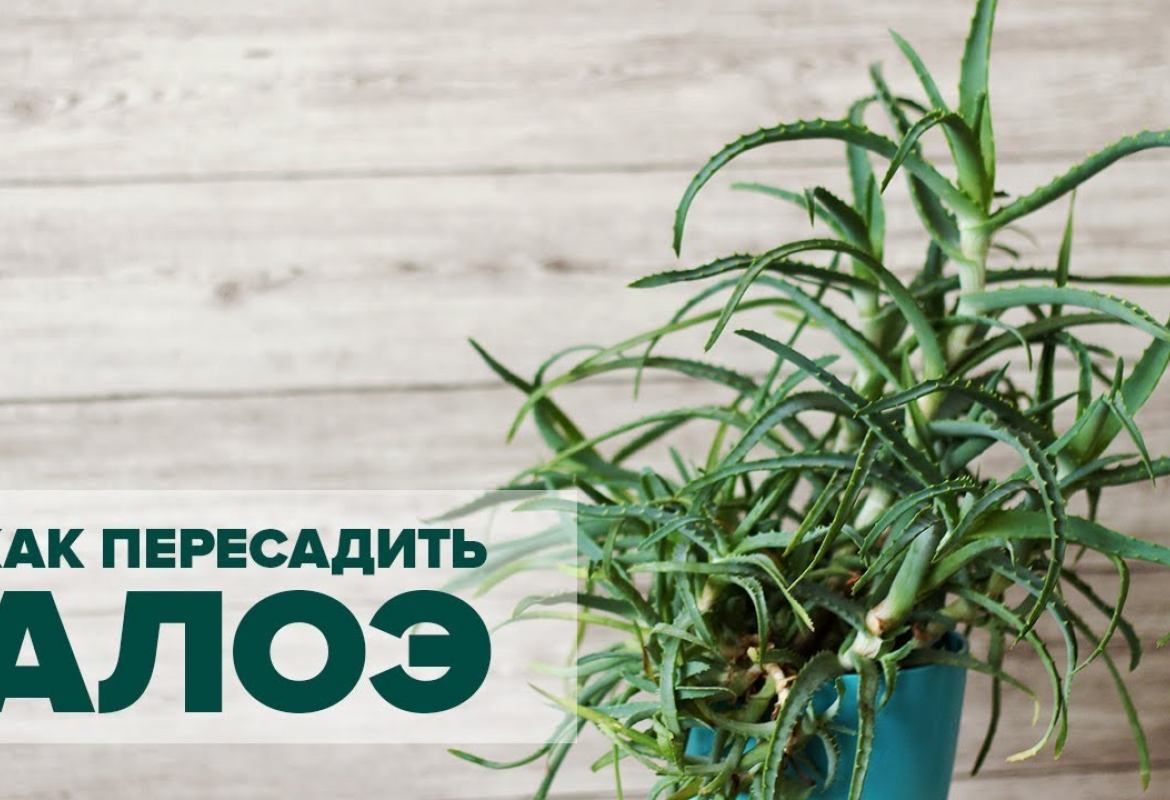 Как пересадить алоэ в домашних условиях без хлопот Как пересадить алоэ в домашних условиях без хлопот