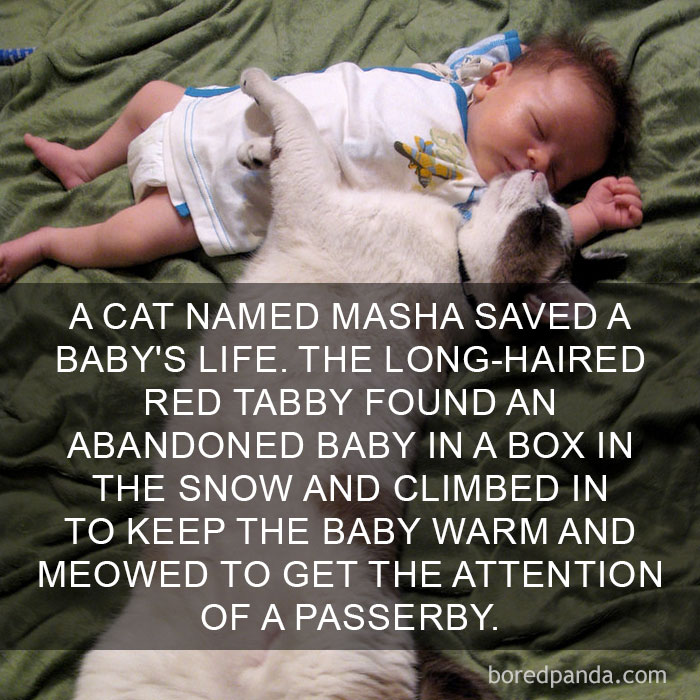 Cat Fact