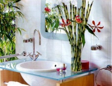 Цветы для ванной комнаты