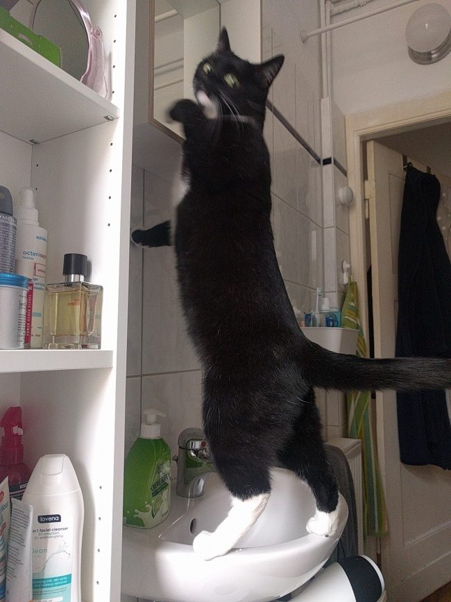 Животные, которые никак не ожидали увидеть хозяина