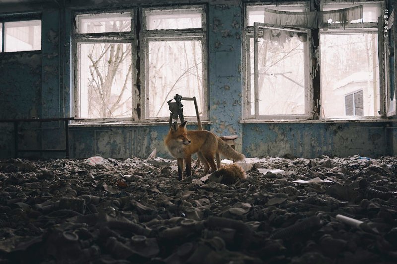 "Визит в школу" - Эдриан Блисс, Великобритания, категория "Животные в городе" Wildlife Photographer of the Year, дикая природа, животные, красота, снимки-победители, фото, фотография, фотоконкурс