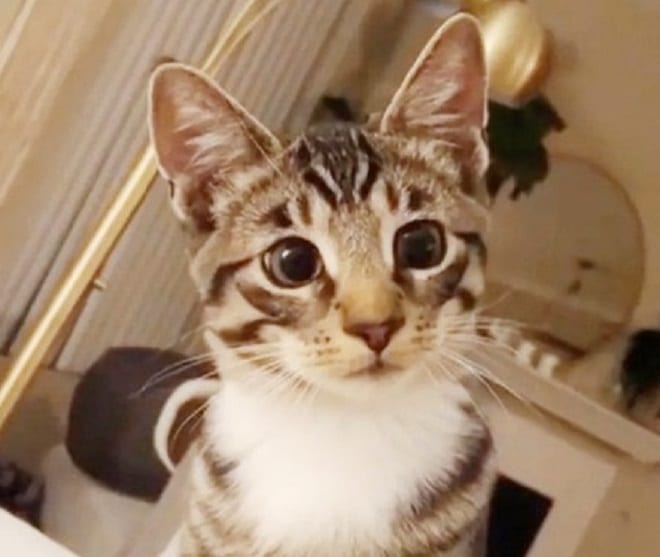Игривый кот Кот с расширенными зрачками