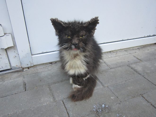 котенок подцепил демодекоз больная кошка