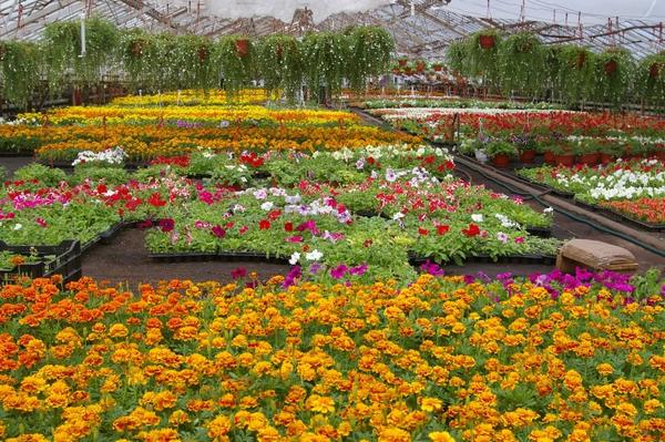 Как правильно выбрать цветочную рассаду