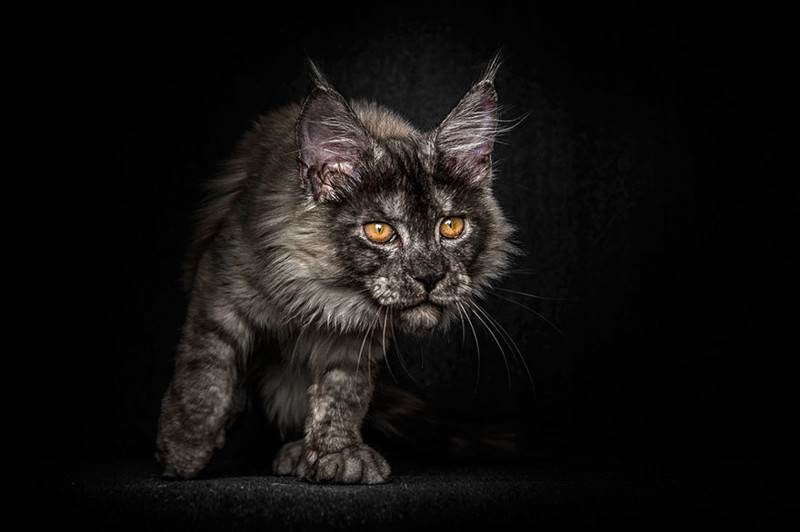 Мэйкуны - фантастические коты. Словно лев в миниатюре! Мэйкуны - фантастические коты. Словно лев в миниатюре!