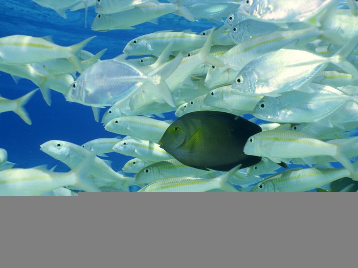 Seabed_9008 (700x525, 141Kb)