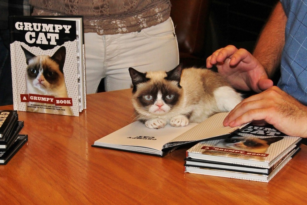 10 заветных секретов успеха самого богатого кота в мире GrumpyCat06 10 заветных секретов успеха самого богатого кота в мире