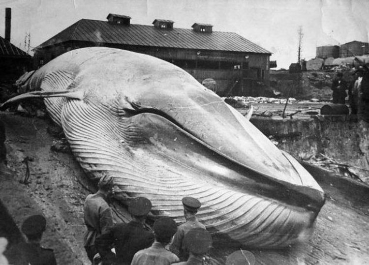 Засекреченная катастрофа Северо-Курильска: цунами 1952 года Засекреченная катастрофа Северо-Курильска: цунами 1952 года 1952 год, Северо-Курильск, трагедия, цунами