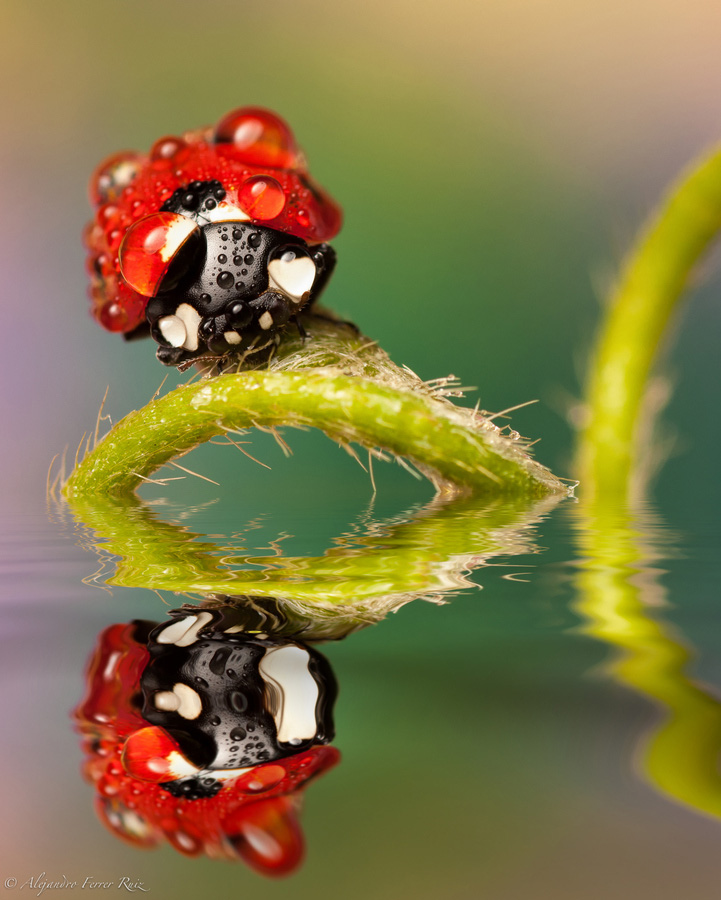 Ladybugs 6     