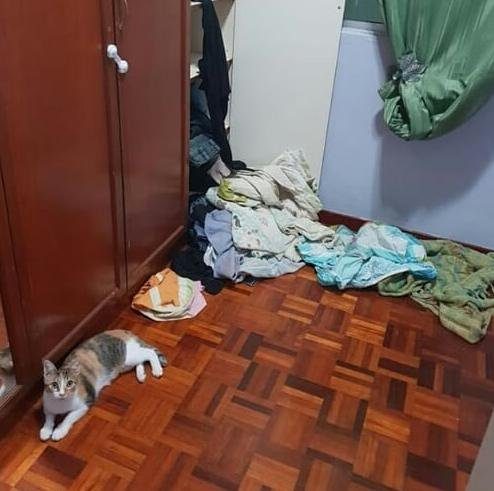 Кошки, пойманные с поличным Кошки, пойманные с поличным