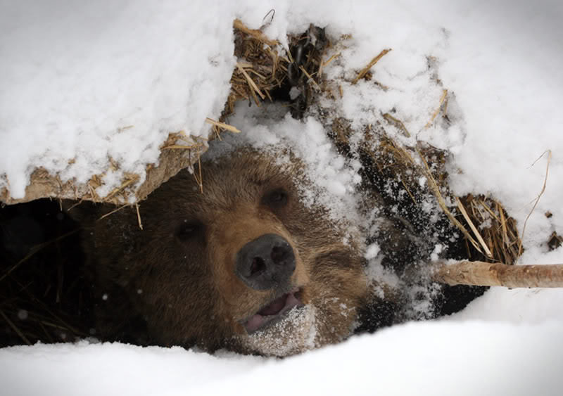 В гостях у медведя: как выглядит настоящая берлога изнутри берлога, животные, интересно, медведь