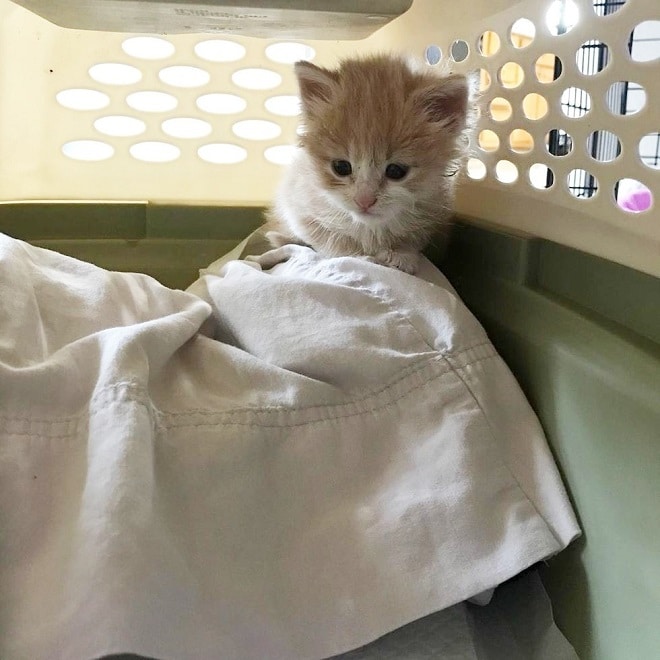 Котенок в переноске Котенок взаперти