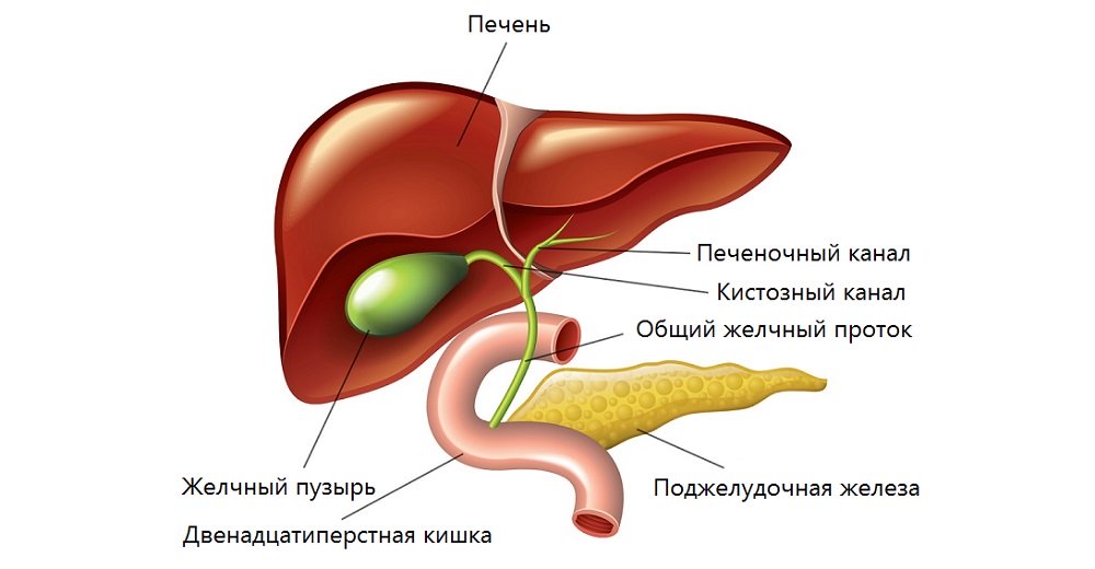 Устройство желчной системы