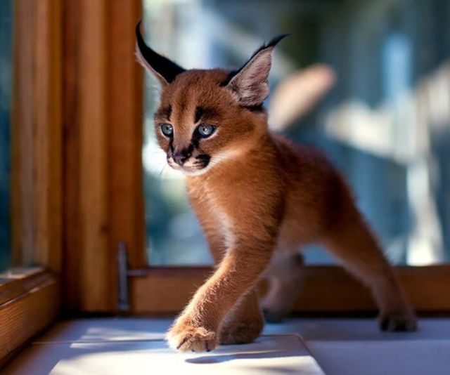 Самые красивые кошки