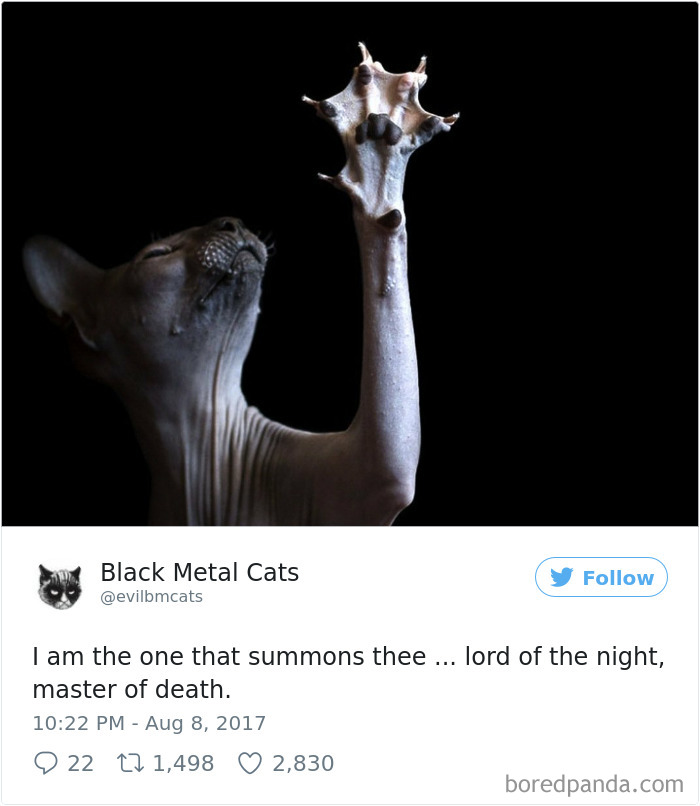 Black-metal-cats-lyrics-tweets