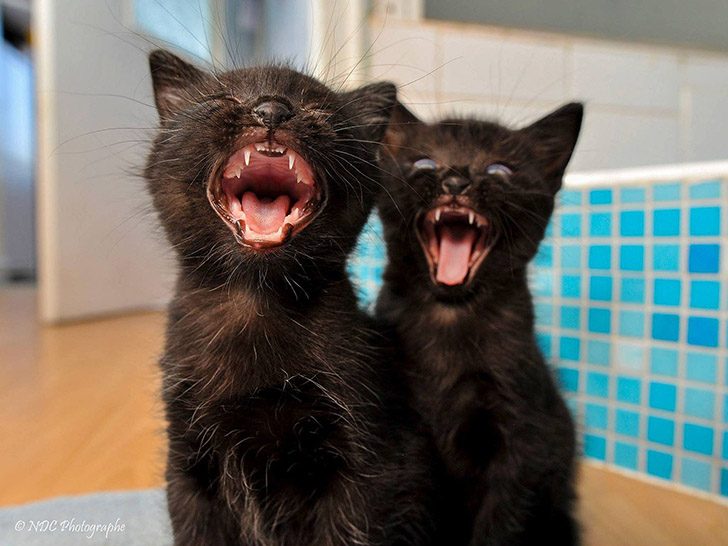 Синхронные коты Синхронные коты