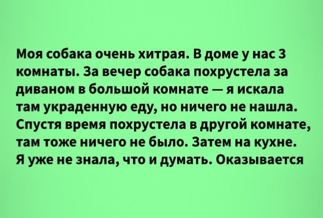 12 ИСТОРИЙ ПРО ПИТОМЦЕВ, ВСЕ&hellip;