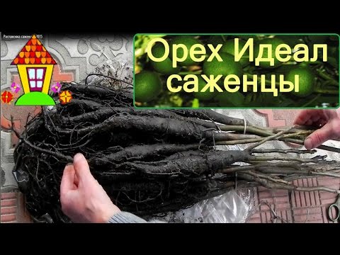 Грецкий орех Идеал. Саженцы ореха Идеал. Грецкий орех Идеал. Саженцы ореха Идеал.