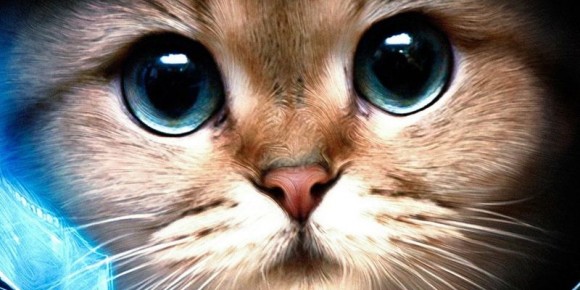 В бразильской тюрьме задержан кот с мобильником и сверлами